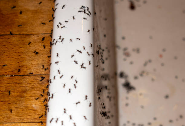 Best Best Pest Control Near Me  in Throop, PA